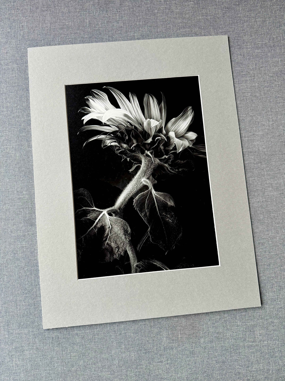 Black and white sunflower