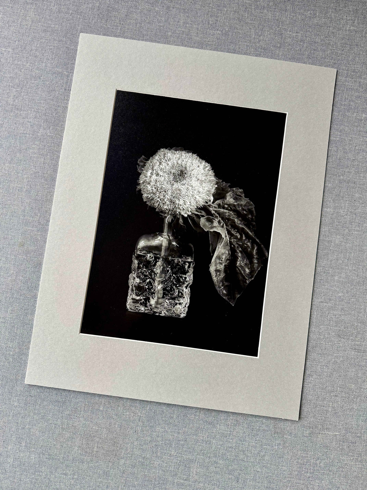 Sunflower in a vase black and white