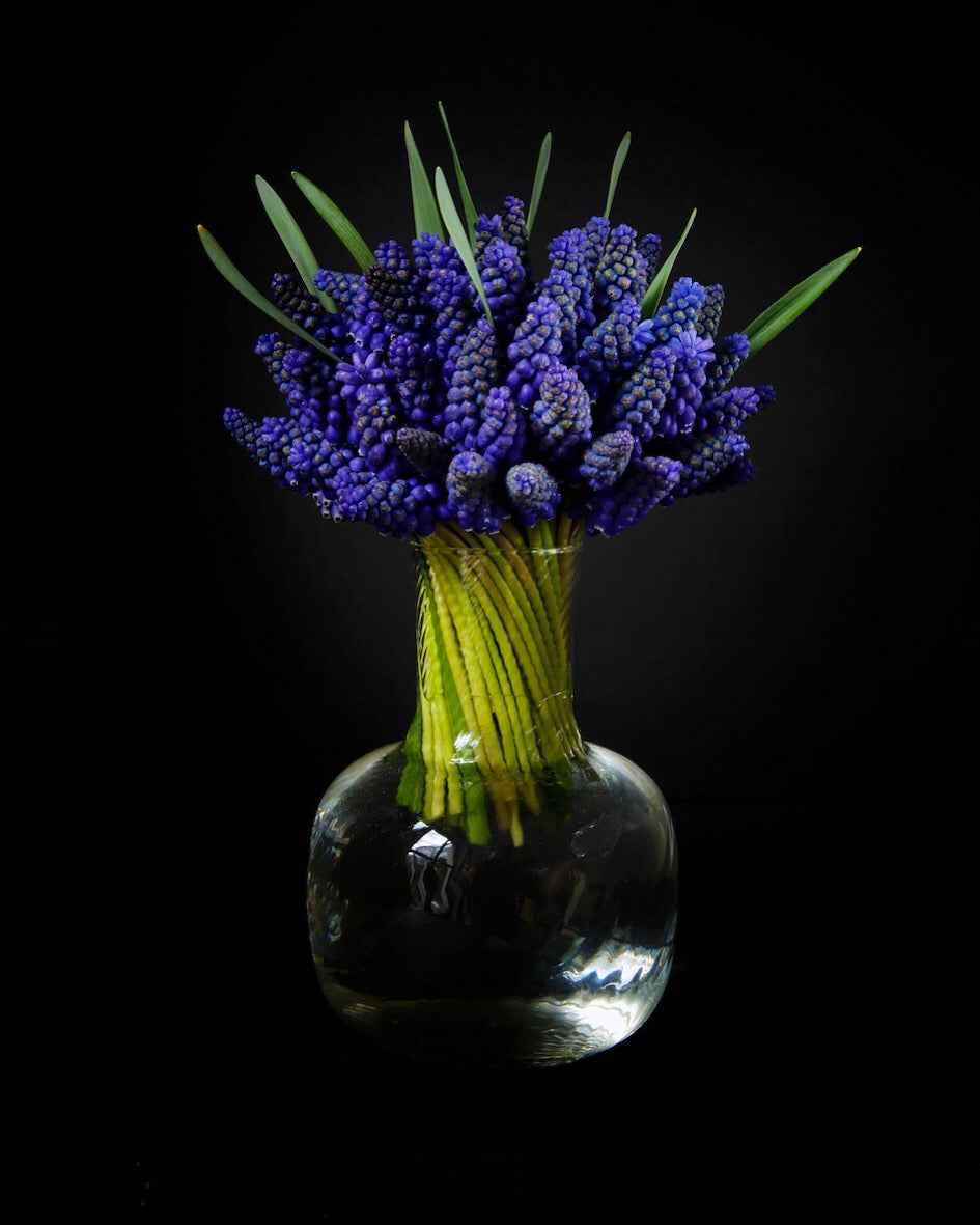 Grape hyacinths in a crystal vase