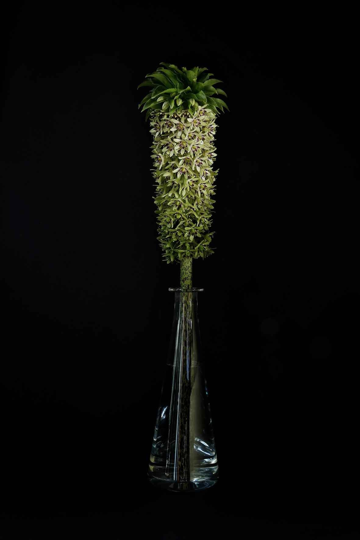 Eucomis bicolor in a glass decanter.