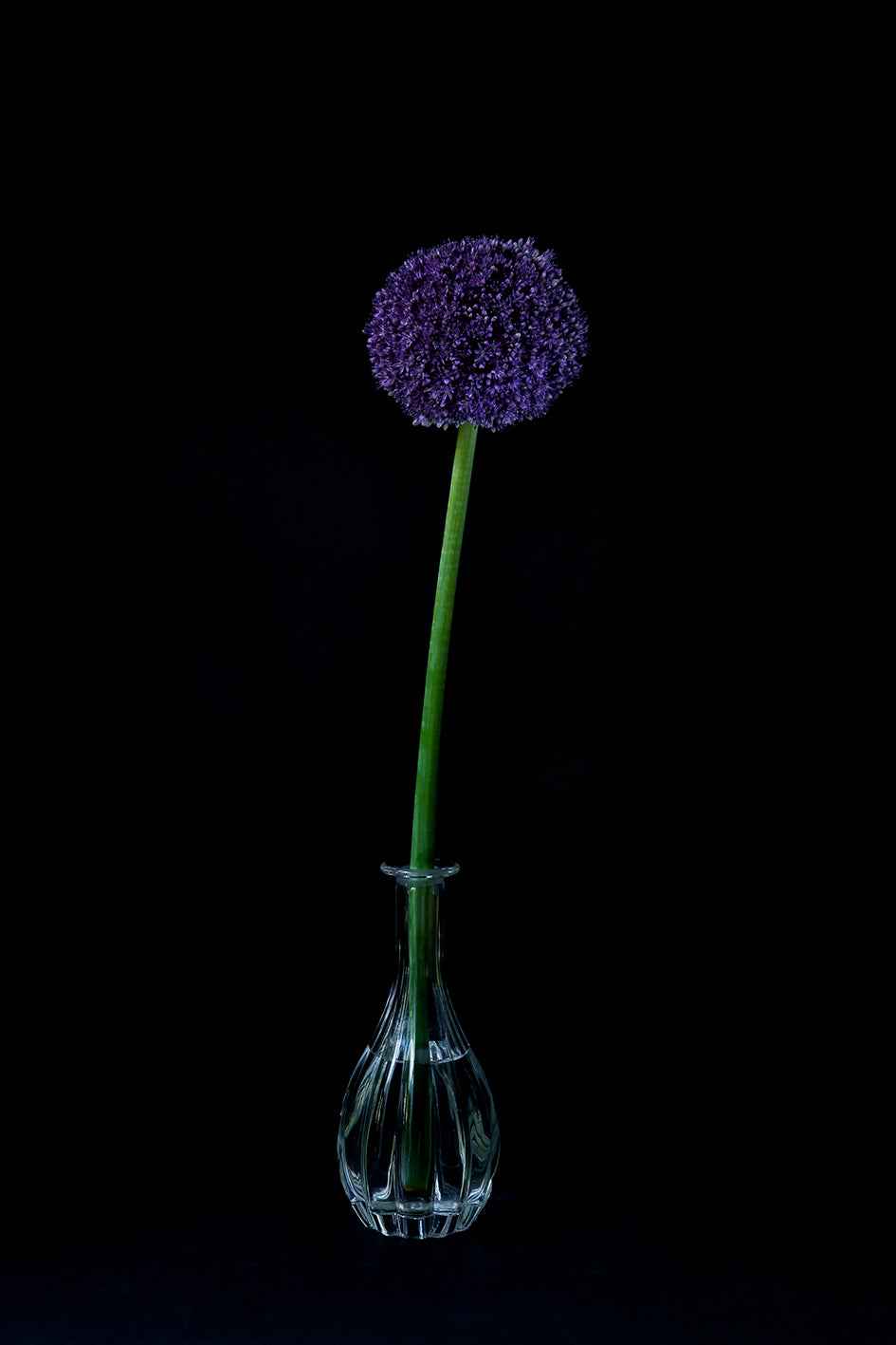 Allium flower in a crystal vase