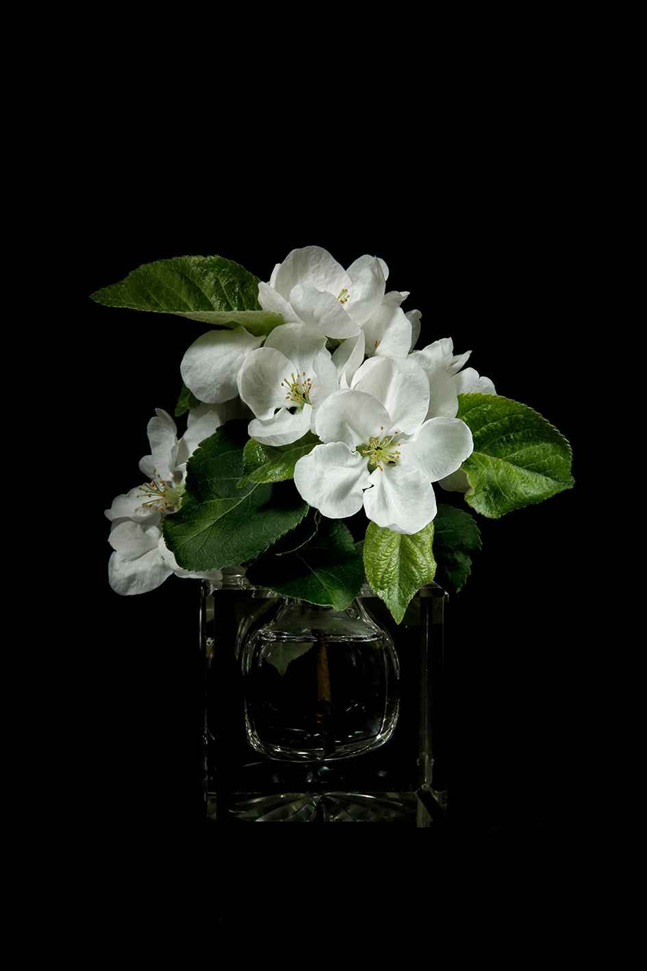 A sprig of blossoming apple tree in a crystal inkwell