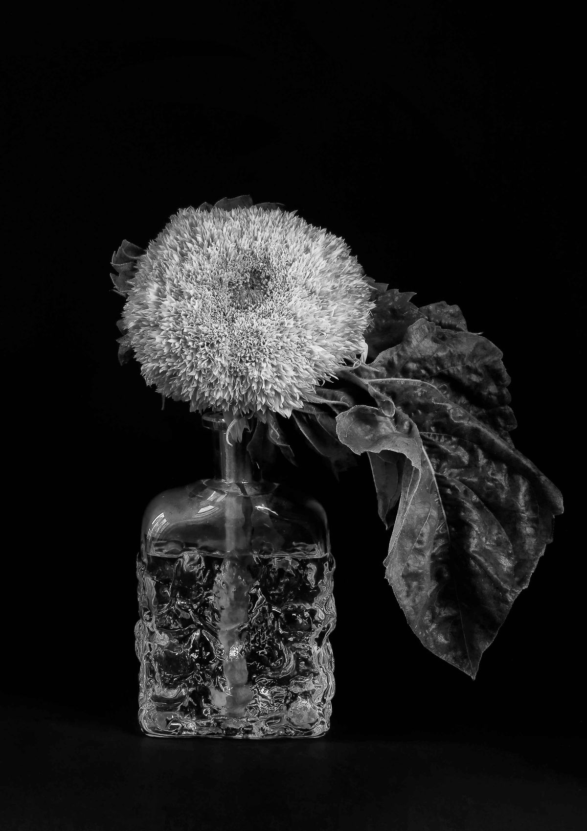 Sunflower in a vase black and white